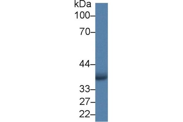 AIM2 antibody  (AA 1-343)