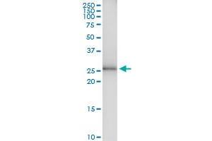 Immunoprecipitation of TSSK6 transfected lysate using anti-TSSK6 MaxPab rabbit polyclonal antibody and Protein A Magnetic Bead , and immunoblotted with TSSK6 MaxPab mouse polyclonal antibody (B01) . (TSSK6 抗体  (AA 1-273))