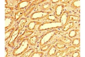 Immunohistochemistry of paraffin-embedded human kidney tissue using ABIN7163088 at dilution of 1:100 (NOXA 抗体  (AA 1-136))