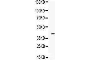 Western blot analysis of Factor D expression in mouse spleen extract (lane 1). (Adipsin 抗体  (AA 30-235))