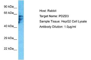 Host: Rabbit Target Name: PDZD3 Sample Type: HepG2 Whole Cell lysates Antibody Dilution: 1. (PDZD3 抗体  (C-Term))