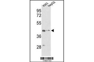 Western blot analysis of ACTG1 Antibody in K562, HepG2 cell line lysates (35ug/lane) (Actin, gamma 1 抗体  (AA 188-215))
