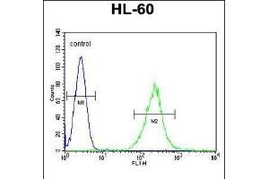 Flow cytometric analysis of HL-60 cells (right histogram) compared to a negative control cell (left histogram). (ECAT1 抗体  (N-Term))
