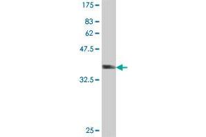 Western Blot detection against Immunogen (37. (Reticulon 2 抗体  (AA 1-100))