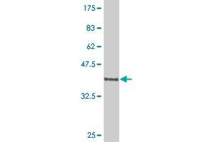 Western Blot detection against Immunogen (37. (POU6F1 抗体  (AA 193-301))