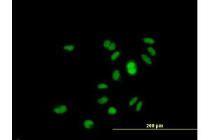 Immunofluorescence of purified MaxPab antibody to GINS1 on HeLa cell. (GINS1 抗体  (AA 1-196))