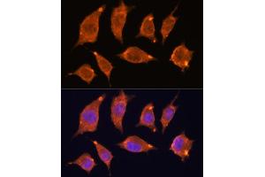 Immunofluorescence analysis of L929 cells using  antibody (ABIN7265407) at dilution of 1:100. (ATF5 抗体)