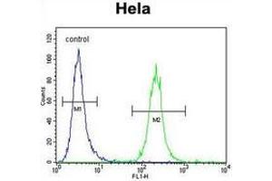 Flow cytometric analysis of Hela cells using IREB2 Antibody (Center) Cat.