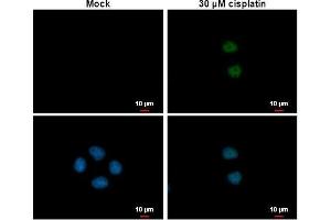 ICC/IF Image p21 Cip1 antibody detects p21 Cip1 protein at nucleus by immunofluorescent analysis. (p21 抗体)