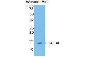 Western Blotting (WB) image for anti-Inhibin, beta B (INHBB) (AA 297-411) antibody (ABIN1078192) (INHBB 抗体  (AA 297-411))