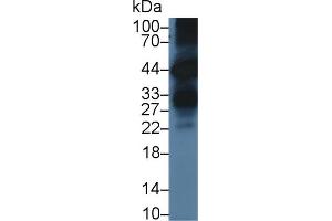 Western Blot; Sample: Human BXPC3 cell lysate; Primary Ab: 3µg/ml Rabbit Anti-Mouse KLK6 Antibody Second Ab: 0. (Kallikrein 6 抗体  (AA 19-261))