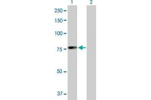 Mahogunin RING Finger Protein 1 抗体  (AA 1-576)