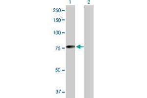Western Blot analysis of MGRN1 expression in transfected 293T cell line by MGRN1 MaxPab polyclonal antibody. (Mahogunin RING Finger Protein 1 抗体  (AA 1-576))