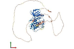 Protein Structure (PS) image for CaM Kinase-Like Vesicle-Associated (CAMKV) (AA 1-512) protein (His tag) (ABIN7557199)