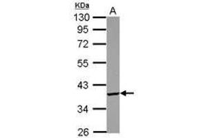 Image no. 1 for anti-PDLIM1 Interacting Kinase 1 Like (PDIK1L) (AA 72-308) antibody (ABIN1500112) (PDIK1L 抗体  (AA 72-308))