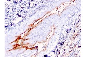 Formalin-fixed, paraffin-embedded human Spleen stained with vWF Mouse Monoclonal Antibody (VWF/1767). (VWF 抗体  (AA 1815-1939))