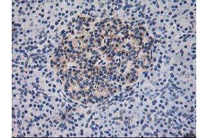 Immunohistochemical staining of paraffin-embedded Human pancreas tissue using anti-DLD mouse monoclonal antibody. (DLD 抗体)