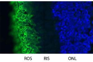 Blot of bovine retinal extracts probed with ABIN1580458. (Rhodopsin 抗体)