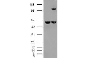 Image no. 2 for anti-Insulin-Degrading Enzyme (IDE) (Internal Region) antibody (ABIN375106) (IDE 抗体  (Internal Region))
