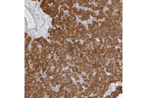 Immunohistochemical staining (Formalin-fixed paraffin-embedded sections) of human pancreas with THEM4 polyclonal antibody  shows strong cytoplasmic positivity in exocrine glandular cells. (THEM4 抗体)