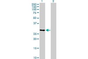 Western Blot analysis of TCEAL6 expression in transfected 293T cell line by TCEAL6 MaxPab polyclonal antibody. (TCEAL6 抗体  (AA 1-200))