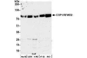 Western Blotting (WB) image for anti-Ring Finger and WD Repeat Domain 2, E3 Ubiquitin Protein Ligase (RFWD2) (AA 1-50) antibody (ABIN7450133)