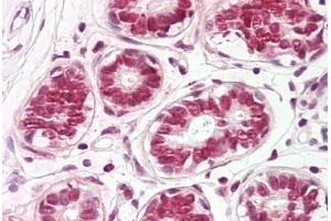 Image no. 2 for anti-Finkel-Biskis-Reilly Murine Sarcoma Virus (FBR-MuSV) Ubiquitously Expressed (FAU) (C-Term) antibody (ABIN6749758) (FAU 抗体  (C-Term))