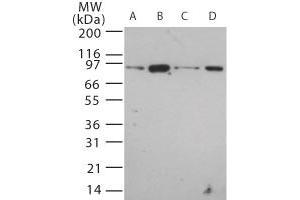 Image no. 1 for anti-Toll-Like Receptor 12 (Tlr12) (AA 700-800) antibody (ABIN208611) (TLR12 抗体  (AA 700-800))