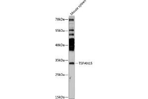 Western blot analysis of extracts of mouse spleen, using TSP antibody (ABIN7270785) at 1:3000 dilution. (Tetraspanin 15 抗体  (AA 110-220))