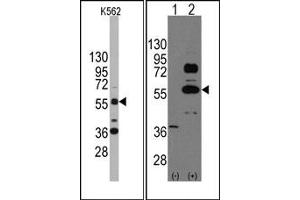 Image no. 1 for anti-SRY (Sex Determining Region Y)-Box 9 (SOX9) (N-Term) antibody (ABIN356879) (SOX9 抗体  (N-Term))