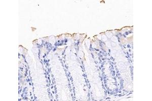 Immunohistochemistry analysis of paraffin-embedded mouse colon using,PLS1 (ABIN7075096) at dilution of 1: 2000 (PLS1 抗体)