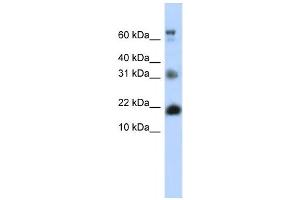 Western Blotting (WB) image for anti-BUD31 Homolog (BUD31) antibody (ABIN2458318) (BUD31 抗体)