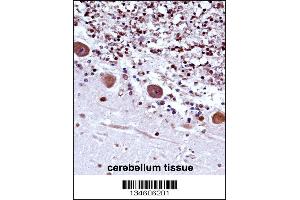 TRA2B Antibody immunohistochemistry analysis in formalin fixed and paraffin embedded human cerebellum tissue followed by peroxidase conjugation of the secondary antibody and DAB staining. (TRA2B 抗体  (AA 208-237))