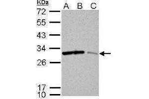 WB Image 14-3-3 sigma antibody detects SFN protein by Western blot analysis. (14-3-3 sigma/SFN 抗体)