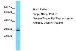 Image no. 1 for anti-Proprotein Convertase Subtilisin/kexin Type 1 Inhibitor (PCSK1N) (AA 54-103) antibody (ABIN6750411) (PCSK1N 抗体  (AA 54-103))