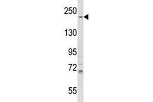 IQGAP1 antibody western blot analysis in T47D lysate. (IQGAP1 抗体  (AA 256-285))