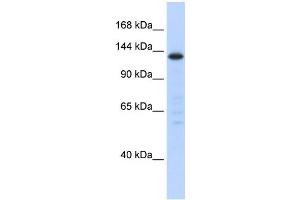 Western Blotting (WB) image for anti-Splicing Factor 3b, Subunit 3, 130kDa (SF3B3) antibody (ABIN2458526) (SF3B3 抗体)