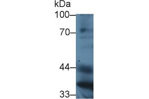 Western Blot; Sample: Mouse Liver lysate; ;Primary Ab: 3µg/ml Rabbit Anti-Mouse PON1 Antibody;Second Ab: 0. (PON1 抗体  (AA 187-354))
