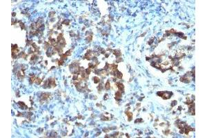 Image no. 2 for anti-Cell Division Cycle 20 Homolog (S. Cerevisiae) (CDC20) antibody (ABIN6185545) (CDC20 抗体)