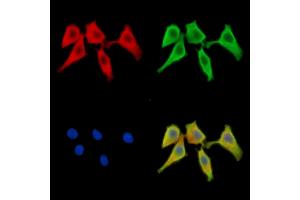 ABIN7095635 and ABIN7099697 staining Hela cells by IF/ICC.