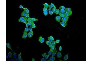 IF analysis of CCNB1 using anti-CCNB1 antibody (ABIN3043482). (Cyclin B1 抗体  (AA 1-433))