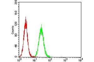 Flow cytometric analysis of Hela cells using GLUL mouse mAb (green) and negative control (red).