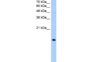 Western Blotting (WB) image for anti-Paired Immunoglobin-Like Type 2 Receptor alpha (PILRA) (N-Term) antibody (ABIN2782793)