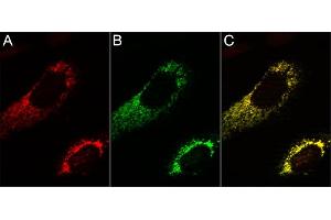 3T3 cells transfected with the mitochondrial marker TOM70-mTagBFP (A, false color illustration in red), stained with anti-TagBFP Atto488 (B, green). (Recombinant Blue Fluorescent Protein 抗体  (Atto 488))