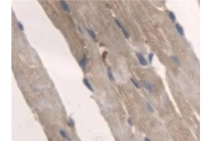 Immunohistochemistry (IHC) image for anti-Pyridoxamine 5'-Phosphate Oxidase (PNPO) (AA 1-261) antibody (ABIN7444253)