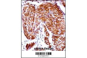 PAEP Antibody immunohistochemistry analysis in formalin fixed and paraffin embedded human uterus tissue followed by peroxidase conjugation of the secondary antibody and DAB staining. (PAEP 抗体  (AA 73-101))