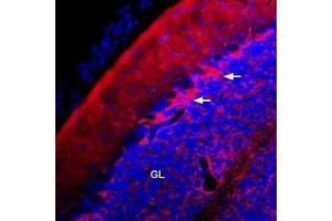 Immunohistochemistry (IHC) image for anti-Potassium Voltage-Gated Channel, Shaker-Related Subfamily, Member 1 (KCNA1) (AA 193-206), (Extracellular) antibody (Atto 594) (ABIN7043515)