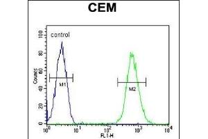 CD37 Antibody (Center) (ABIN654668 and ABIN2844364) flow cytometric analysis of CEM cells (right histogram) compared to a negative control cell (left histogram). (CD37 抗体  (AA 101-130))
