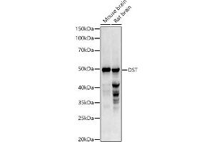 Western blot analysis of extracts of various cell lines, using DST antibody (ABIN3022722, ABIN3022723, ABIN3022724 and ABIN6219179) at 1:1000 dilution. (Dystonin 抗体  (AA 1-270))