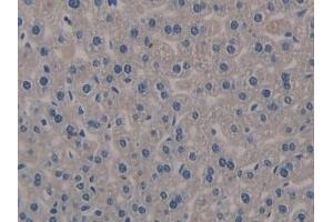 Detection of KL in Mouse Liver Tissue using Polyclonal Antibody to Klotho (KL) (Klotho 抗体  (AA 516-955))